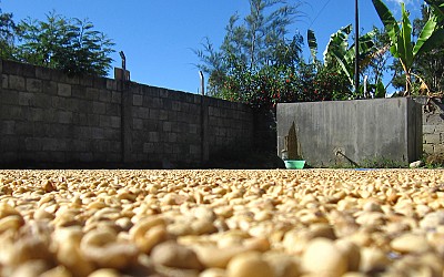 Our Coffee Beans